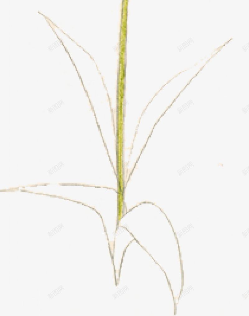 植物叶子树叶鲜花装饰小清新插画玫瑰的3植png免抠素材_88icon https://88icon.com 3植物鲜花 叶子 小清新 插画 树叶 植物 玫瑰 装饰 透明图案 鲜花