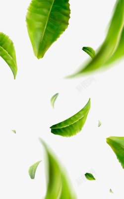 绿叶叶子透明绿色植物树枝叶子素材