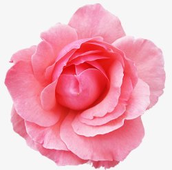 玫瑰花瓣花朵粉色PNS透明底素材