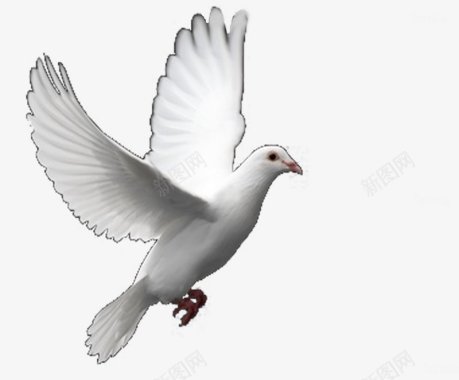 飞翔的和平鸽和平鸽鸽子白鸽飞翔中国实物实物中国中国风合成特图标图标