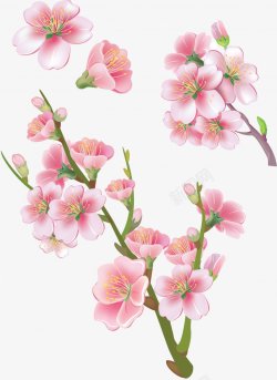樱花桃花植物图电商视觉盛开的花红色粉色海报网页创意素材