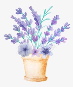 的鲜花花朵装饰花卉图透明紫色花薰衣草植物素材