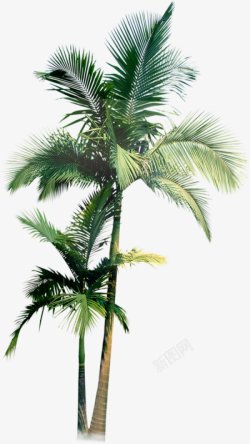 棕榈树椰子树北坤人饰品18素材
