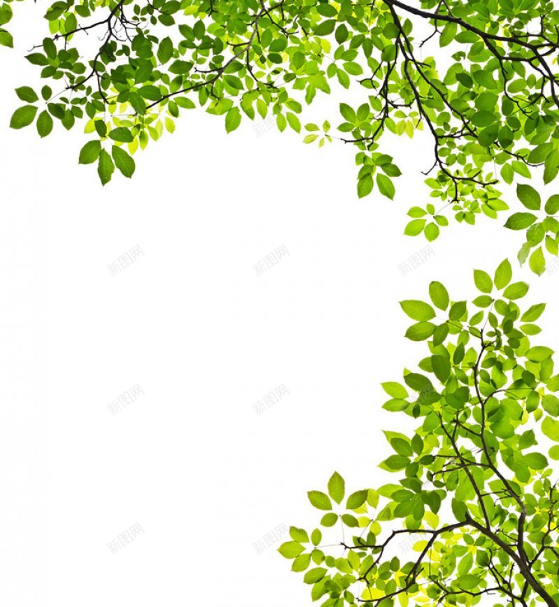 春天树叶绿色植物海边植物树树叶绿叶jpg设计背景_88icon https://88icon.com 春天树叶高清图片 树 树叶 植物海边植物 绿叶 绿色