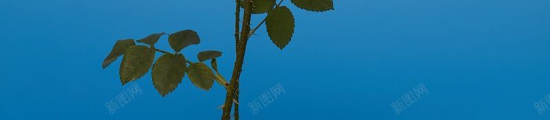 叶子花玫瑰植物植物集中营jpg设计背景_88icon https://88icon.com 叶子 叶子花玫瑰植物 植物背景素材 植物集中营 玫瑰花