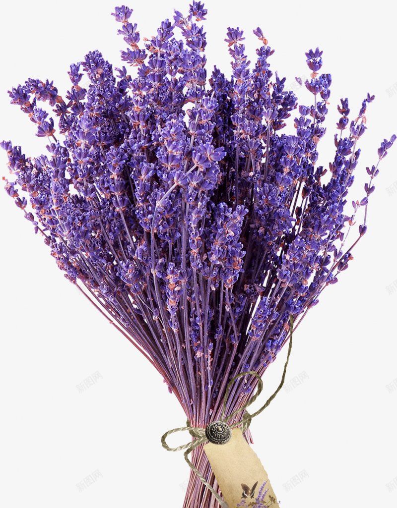 一束植物鲜花薰衣草装饰图png免抠素材_88icon https://88icon.com  植物鲜花 一捧花束 一支花 一簇鲜花 植物鲜花 紫色花 花卉  鲜花 薰衣草 花朵装饰 