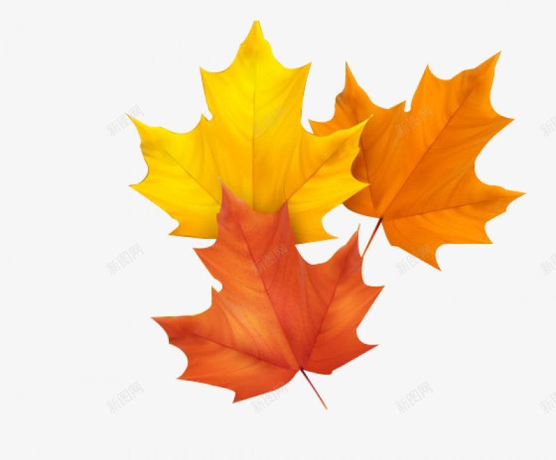 透明绿色水果鲜花植物干净栀子花树叶绿叶叶子芦荟png免抠素材_88icon https://88icon.com 图片 干净 栀子 树叶 植物 水果 绿色 花 透明 鲜花