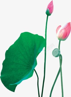 的植物花朵鲜花绿叶花环水彩手绘彩铅小清新素材