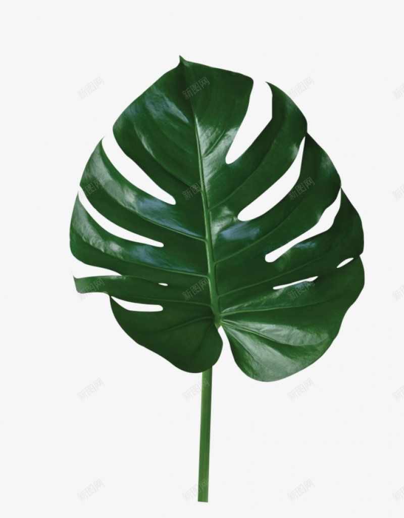 绿色叶子热带植物PNSpng免抠素材_88icon https://88icon.com PNS 热带植物 绿色叶子