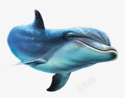 动物海豚动物无透明合成动物素材