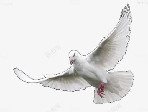 和平鸽鸽子白鸽飞翔中国实物实物中国中国风合成特图标图标