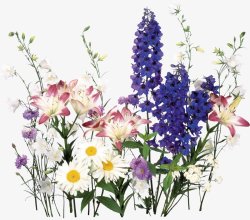 手绘植物鲜花花卉装饰图素材