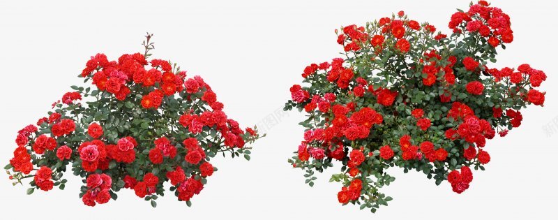 草类植物绿叶藤蔓叶子花朵薰衣草玫瑰花荷花荷叶荷花植png免抠素材_88icon https://88icon.com 叶子 植物 玫瑰 绿叶 花 花朵 草类 荷花 薰衣草 藤蔓