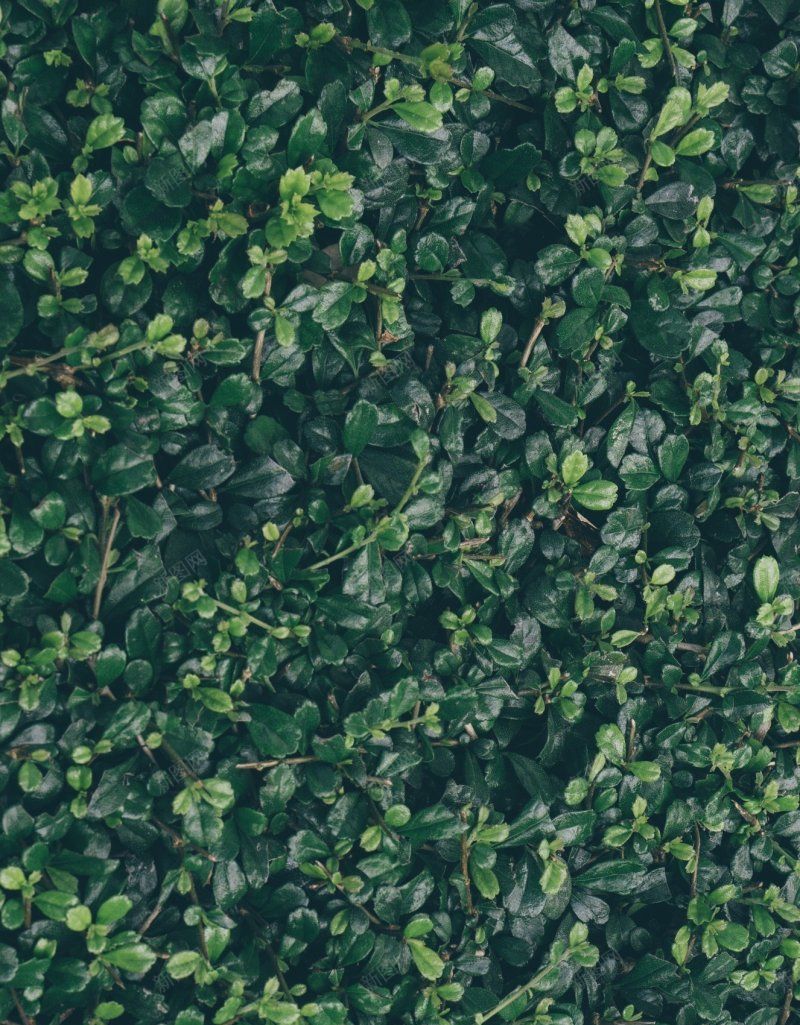 自然树叶小型叶子绿色叶子jpg设计背景_88icon https://88icon.com 叶子