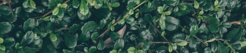 自然树叶小型叶子绿色叶子jpg设计背景_88icon https://88icon.com 叶子