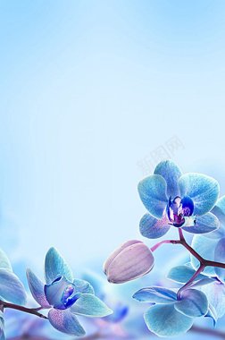 蓝色花朵清新H5HTML网H5背景