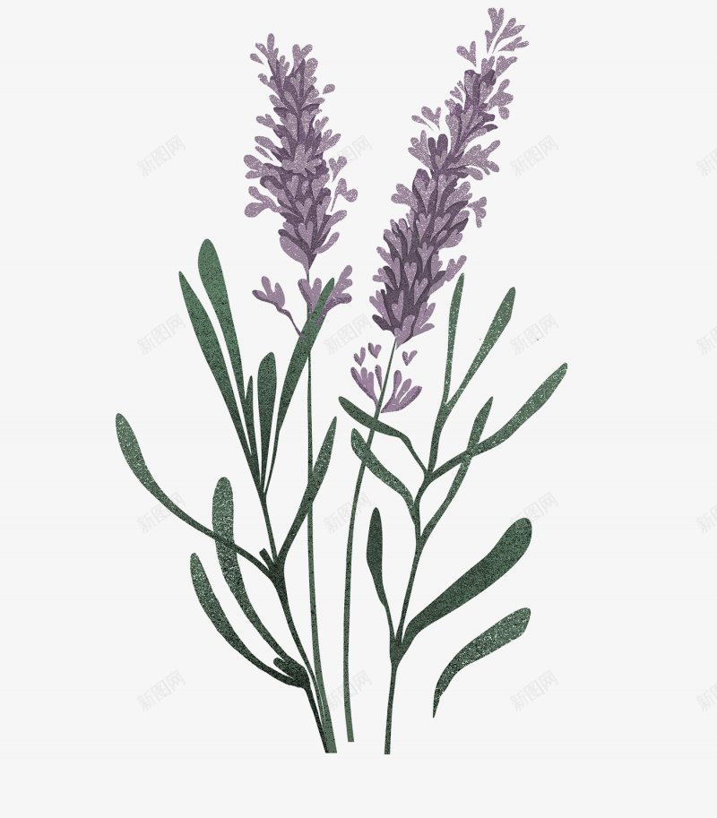 手绘紫色鲜花薰衣草装饰图png免抠素材_88icon https://88icon.com  植物鲜花 手绘束花 紫色鲜花 紫色 薰衣草 节节高 开放 花苞 自然的 绿叶 装饰 
