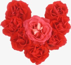 唯美红色鲜花花卉花朵艺术插画红玫瑰的3植素材