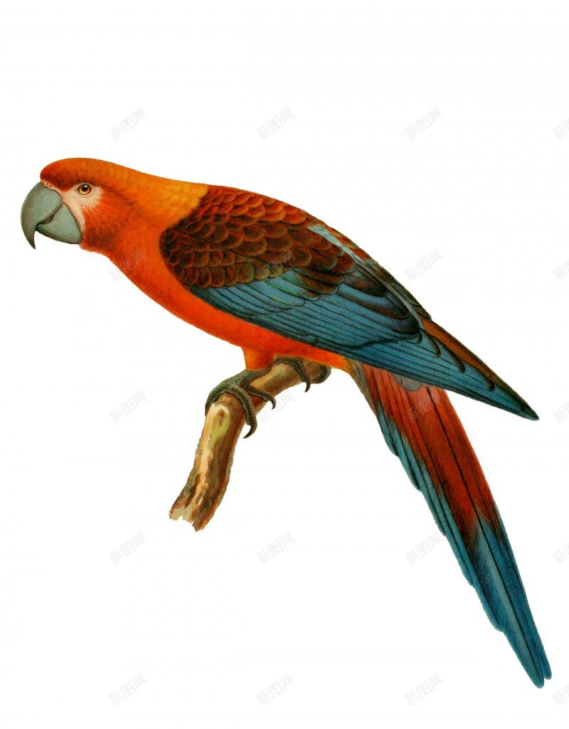 鸟类jpg设计背景_88icon https://88icon.com 免扣鸟类图片 鸟类素材图片