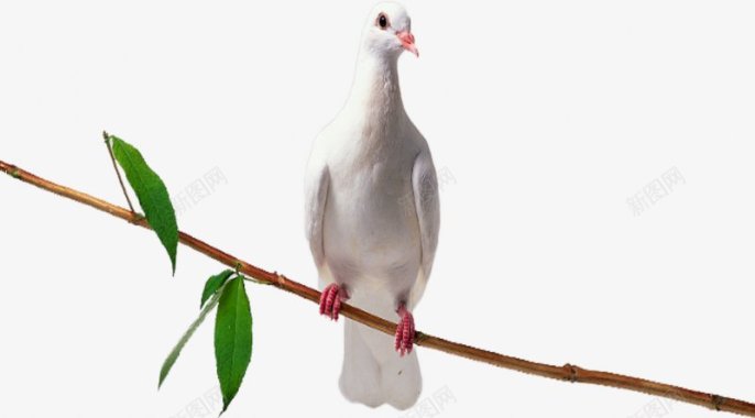 飞翔的白鸽群和平鸽鸽子白鸽飞翔中国实物实物中国中国风合成特图标图标