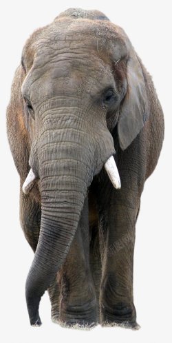 动物生物大象灬小狮子灬动物无透明合成动物素材