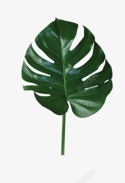 绿色叶子热带植物PNS透明底素材