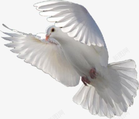 飞翔的白鸽群和平鸽鸽子白鸽飞翔中国实物实物中国中国风合成特图标图标