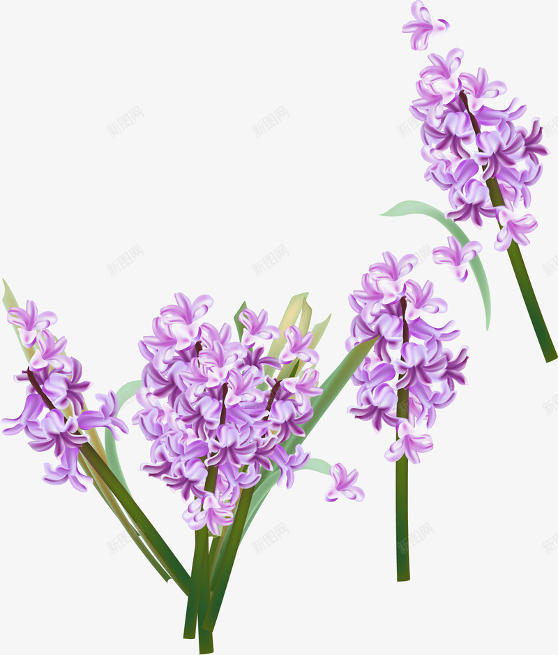 风信子png免抠素材_88icon https://88icon.com 紫色 美丽 花卉PNG 逼真 鲜艳 鲜花PNG