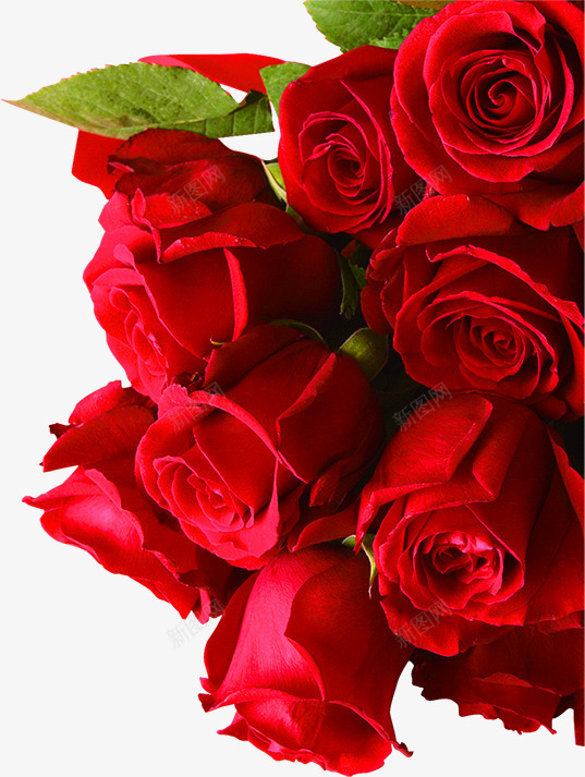 植物玫瑰花png免抠素材_88icon https://88icon.com 七夕 土味玫瑰花 实体图 情人节 植物 玫瑰丛 玫瑰红色 玫瑰花 红色 鲜艳 鲜花