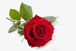 一支玫瑰素材玫瑰花红色玫瑰花一支玫瑰花高清图片
