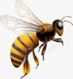 采蜜的蜜蜂蜜蜂高清图片