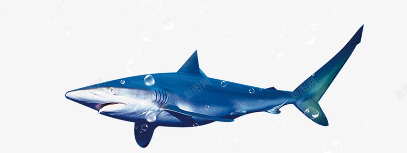 鲨鱼png免抠素材_88icon https://88icon.com 气泡 海底世界 跳跃的鲨鱼 鲨鱼 鲨鱼头像