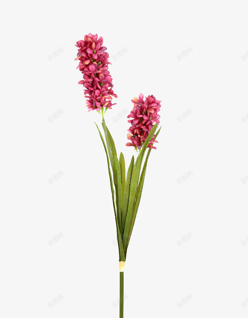 粉色风信子png免抠素材_88icon https://88icon.com 植物 花卉 花朵 花束 风信子 鲜花