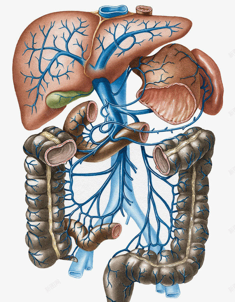 人体器官静脉分布图png免抠素材_88icon https://88icon.com 心血管 消化系统 肺部 血液