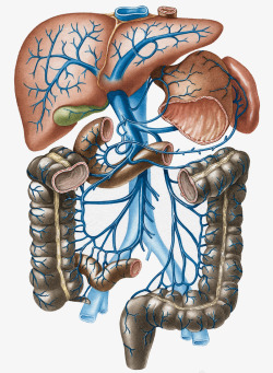 人体器官静脉分布图素材