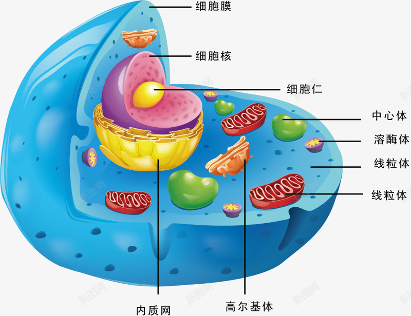 细胞结构png免抠素材_88icon https://88icon.com 中心体 医学 生物学 线粒体 线粒体结构图 细胞 细胞仁 细胞核 高尔基体