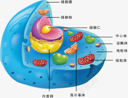 线粒体透明png细胞结构高清图片