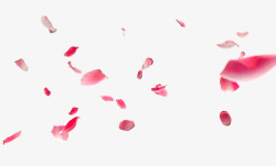 飞舞的桃花漂浮的红色花瓣樱花高清图片