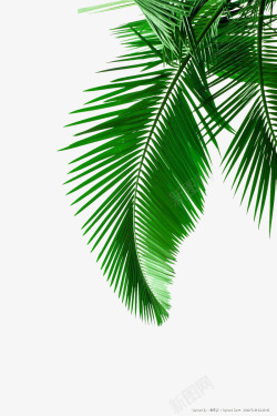 文案背景装饰图手绘绿色椰子树叶装饰图高清图片