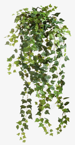 爬山盆栽绿色的爬山虎植物高清图片