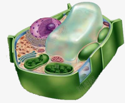 立体细胞模型素材