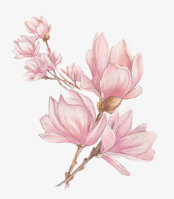木兰水彩粉色玉兰花高清图片