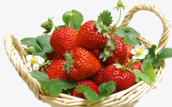 草莓果篮素材