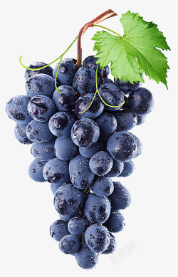 大葡萄叶紫色葡萄高清图片