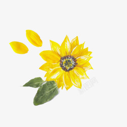 向日葵植物向日葵水彩画高清图片