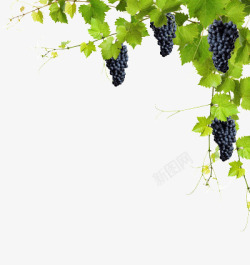 新鲜上市绿色葡萄藤生态紫葡萄高清图片