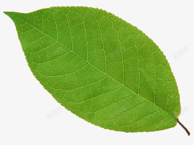 绿色的树叶元素png免抠素材_88icon https://88icon.com 健康 树叶 植物 绿色