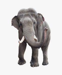 大象正面大象野生动物象牙高清图片