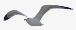 手绘海鸥手绘虫鸟动物海鸥高清图片
