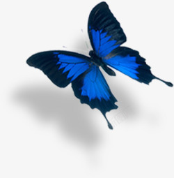 蓝黑色蝴蝶海报素材